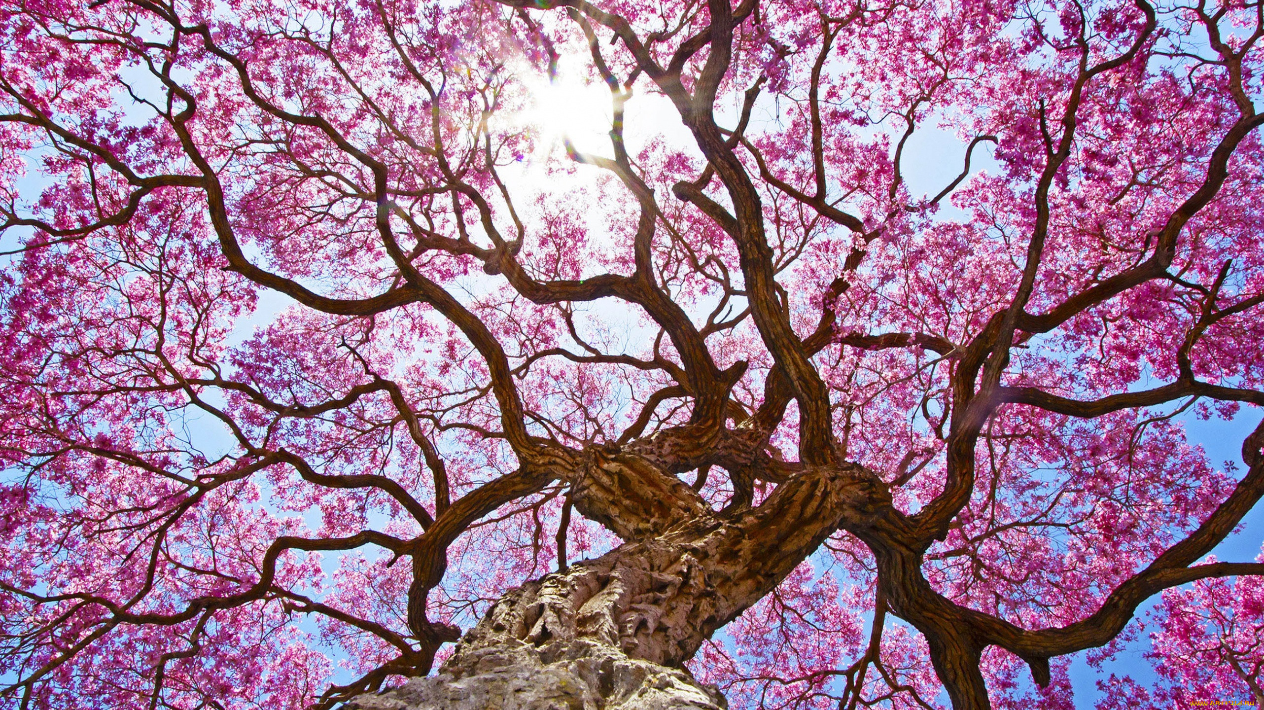 Дерево с розовыми ветками. Мейхуа дерево. Розовое дерево Aniba rosaeodora. Пау де Арко дерево.